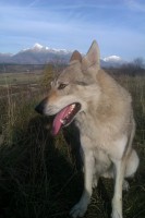 /album/galeria/ceskoslovensky-vlciak-predam-jpg/